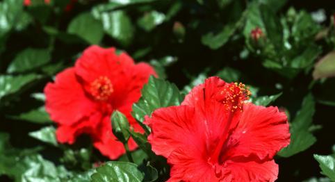 扶桑花期全揭秘（从花骨朵到凋谢）