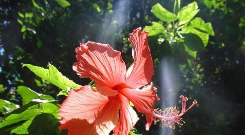 扶桑花期全揭秘（从花骨朵到凋谢）