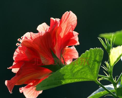 探寻扶桑花开放时节（揭秘扶桑花盛放的奥秘）