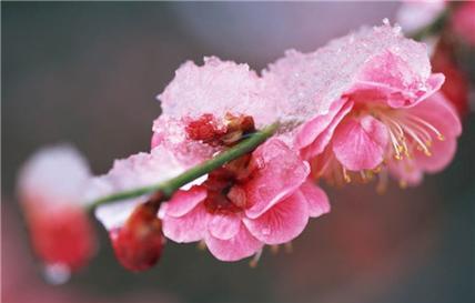 梅花的花语（一朵梅花的意义与传承）