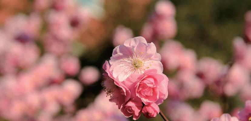 梅花之美（以梅花的精神象征意义为主题的探索）