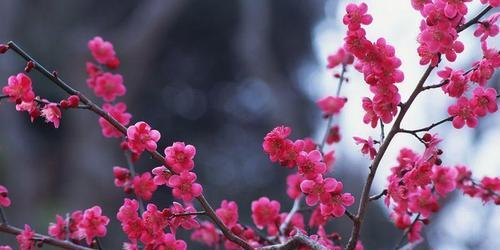 梅花之美（探寻梅花的傲然姿态和美丽内涵）