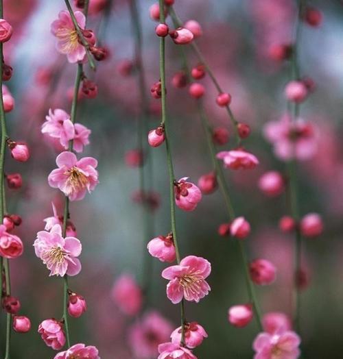 梅花花语-坚韧不拔的象征（探寻梅花花语的内涵与意义）