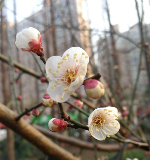 梅花花语-坚韧不拔的象征（探寻梅花花语的内涵与意义）