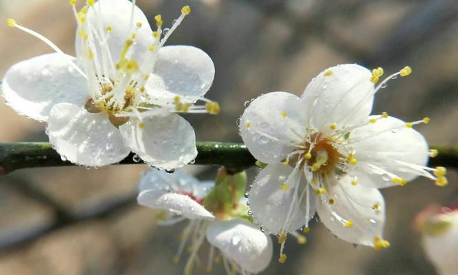 梅花的花语及其意义（揭示梅花所代表的深刻含义）