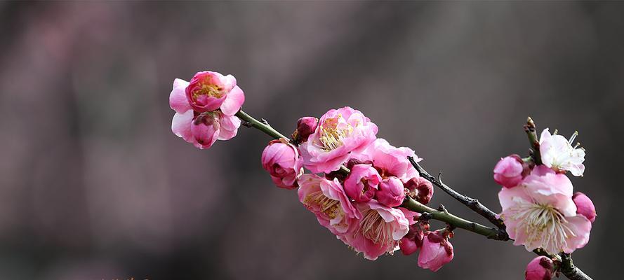 冬日的梅花（冬天绽放的梅花）