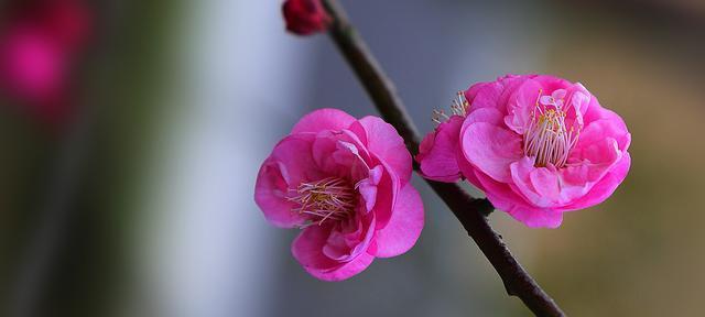 梅花（梅花的坚韧与纯洁）