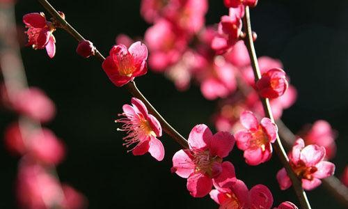 梅花（梅花的坚韧与纯洁）