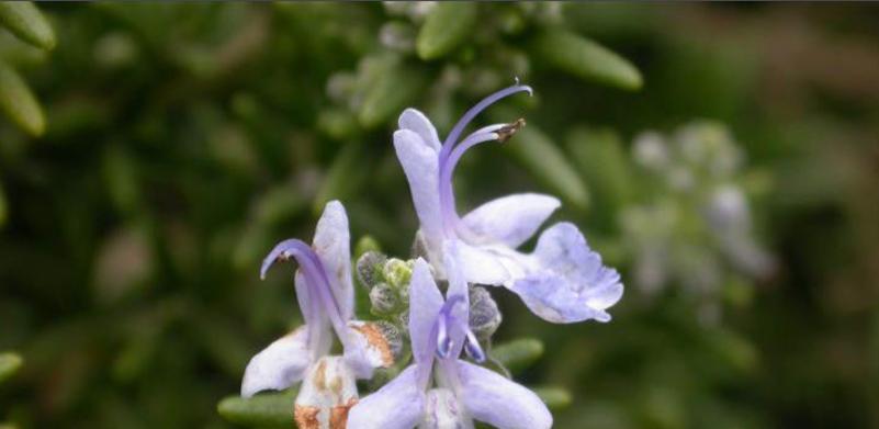 迷迭香的花语（揭开迷迭香花的意义与魅力）