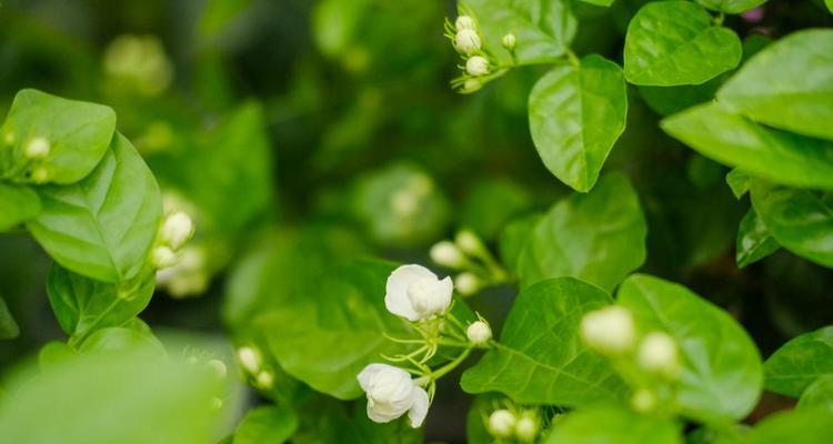 茉莉花语与寓意（探索茉莉花语的奥秘）