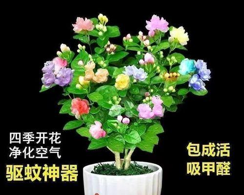 茉莉的芬芳，寄托美好（追寻自然的灵感）