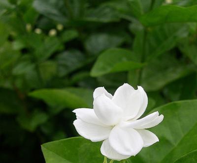 茉莉花语之美（探寻茉莉花的花语及其象征意义）