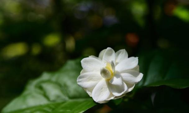 茉莉花的寓意和象征（揭开茉莉花的神秘面纱）