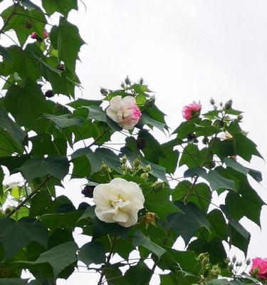 木芙蓉的传说与花语（解读木芙蓉的神秘魅力）