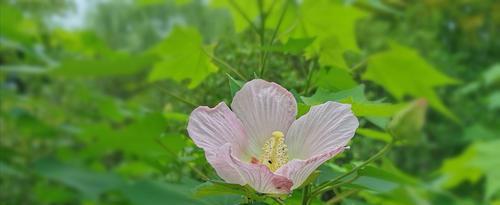 木芙蓉花语（花开如梦）