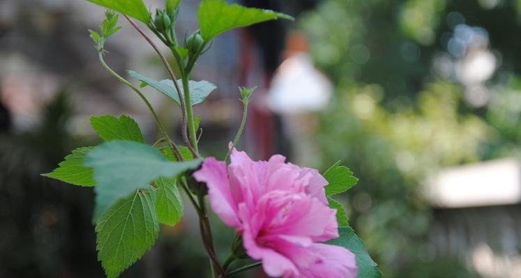 木槿花的花语和象征（探寻木槿花的内涵和象征意义）