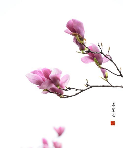 木兰花的花语与寓意（揭开木兰花的深层含义）