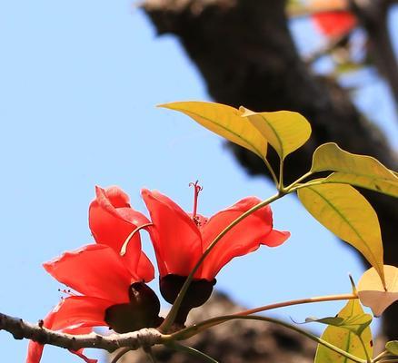 木棉花花语与寓意，送给亲人朋友的最佳选择（木棉花花语详解）