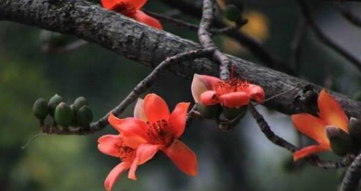 木棉花的花语及其丰富寓意（探索木棉花的花语与象征意义）