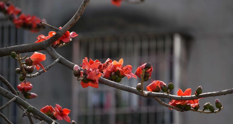 木棉花的象征与意义（揭示木棉花的文化内涵与寓意）