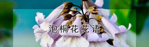 泡桐花的花语与寓意（探寻泡桐花的花语）