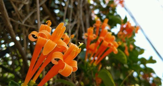 以炮仗花花语，传递心意（绽放火红的祝福）