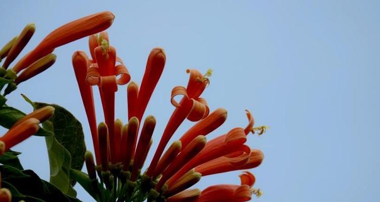 炮仗花的喜庆花语与象征意义（探寻炮仗花的喜庆象征）