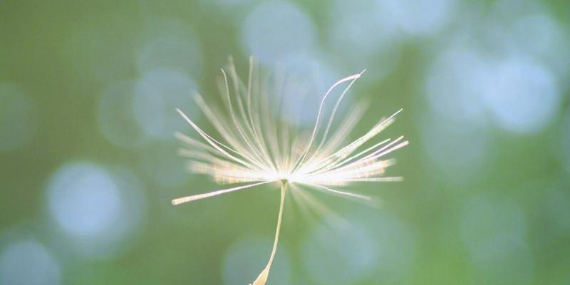 蒲公英之恋（蒲公英的花语及其寓意）