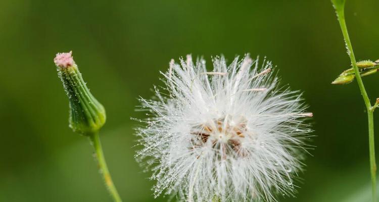 蒲公英的花语与寓意（解读蒲公英花语的深层含义）