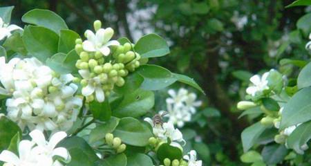 七里香花语——诉说深情的柔软之语（舒缓心灵）