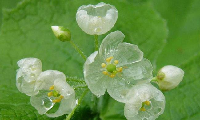 千代兰花的花语与寓意（千代兰）