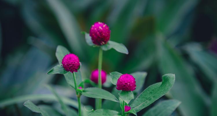 千日粉花语的含义及象征（以千日粉花语探索情感和生活的意义）