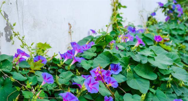 牵牛花的花语和寓意（探究牵牛花的深刻含义）