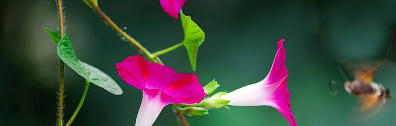 牵牛花的花语与意义（探索牵牛花的神秘花语）