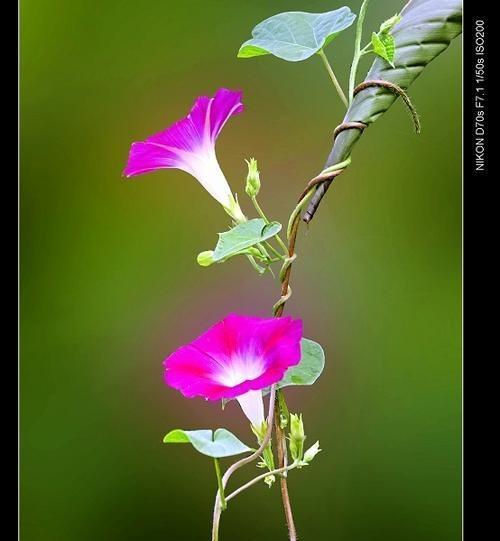 牵牛花的寓意与象征（探究牵牛花的花语及文化内涵）