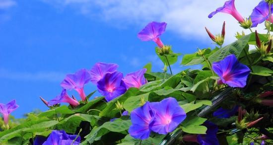 牵牛花花语的意义及传统应用（探索牵牛花的花语）