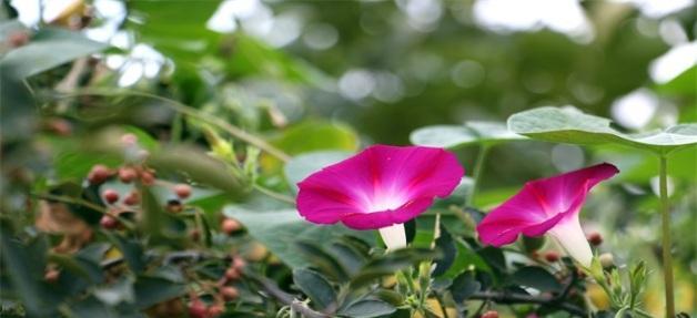 牵牛花的花语与意义（解析牵牛花的象征与寓意）