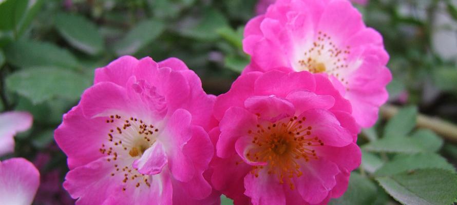 圣诞蔷薇花（红色蔷薇花语传递节日祝福）