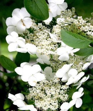 以琼花的花语——美丽与祝福（寓意深远的以琼花）