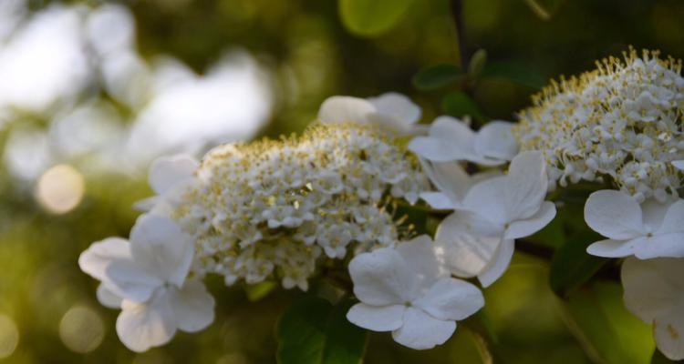 以琼花的花语——美丽与祝福（寓意深远的以琼花）