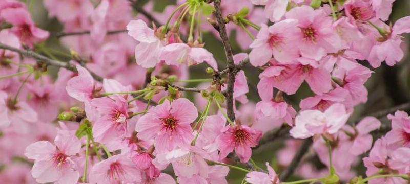 日本樱花的花语及其深刻含义（探索日本樱花背后的美丽与哲理）