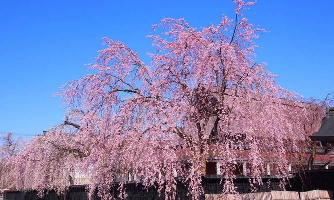 日本樱花与其丰富的意义（探索樱花之美和文化的世界）