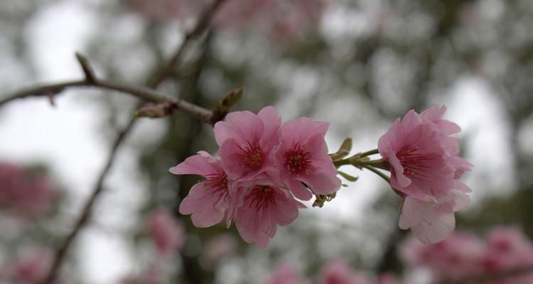 日本樱花与其丰富的意义（探索樱花之美和文化的世界）