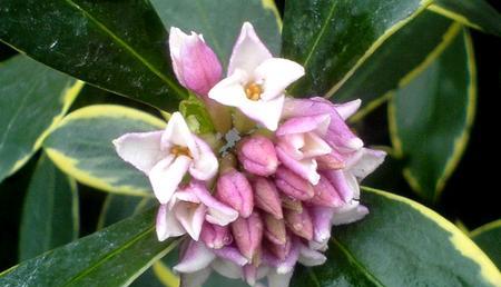 瑞香花的花语与传说——爱与希望的象征（瑞香花语解读）