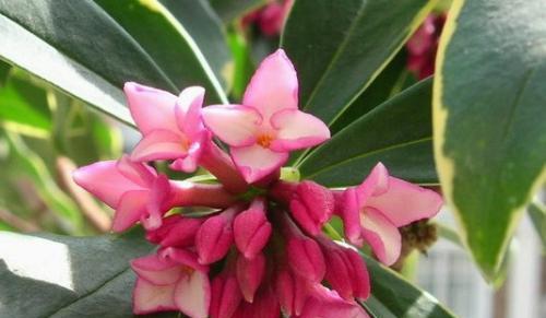 瑞香花的花语与传说——爱与希望的象征（瑞香花语解读）