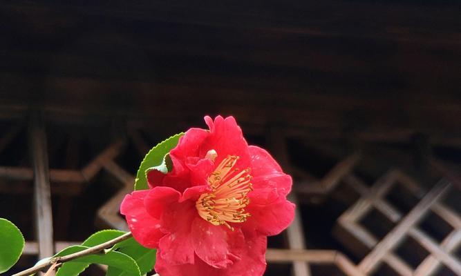 山茶花花语与送花对象（以山茶花花语表达情感）