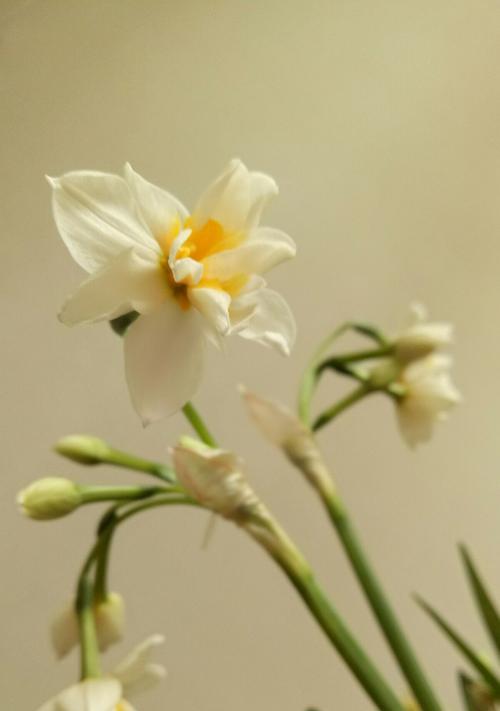 秋水仙花的美丽与花语（追寻山水仙花的传统与秋水仙花的诗意）