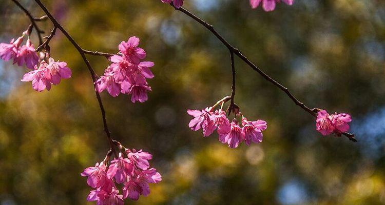 山樱花与西洋樱花的花语之旅（探寻花海中的秘密）