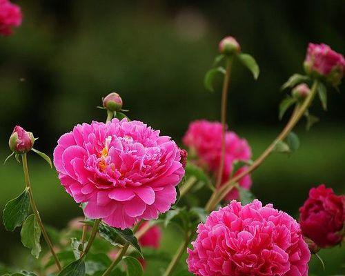 芍药花的寓意与象征意义（探寻芍药花的内涵与美丽）