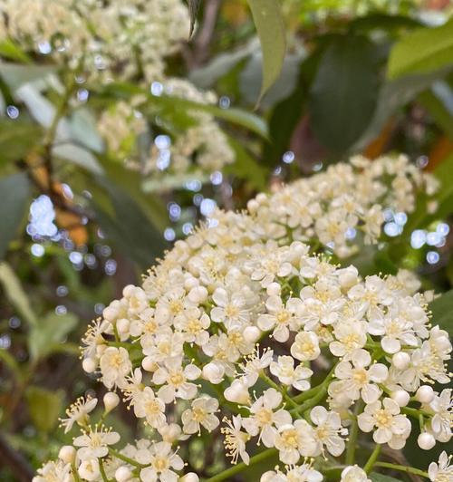 石楠花的花语与美丽传说（石楠花花语的深层寓意与文化内涵）